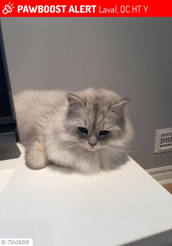 Lost Male Cat last seen Parc Legaré, Laval, QC H7T 1Y4