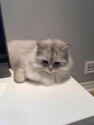 Lost Male Cat last seen Parc Legaré, Laval, QC H7T 1Y4