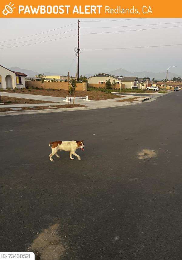 Found/Stray Male Dog last seen New Jersey & Oasis Ln, Redlands, CA 92374