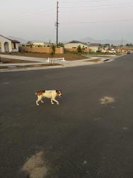 Found/Stray Male Dog last seen New Jersey & Oasis Ln, Redlands, CA 92374