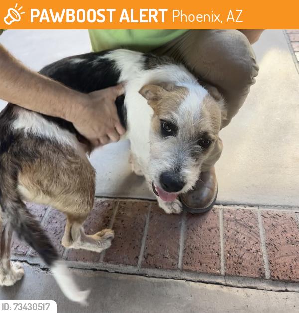 Found/Stray Female Dog last seen 27th Avenue and Glendale, Phoenix, AZ 85051