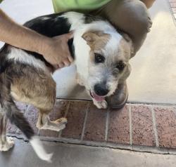 Found/Stray Female Dog last seen 27th Avenue and Glendale, Phoenix, AZ 85051