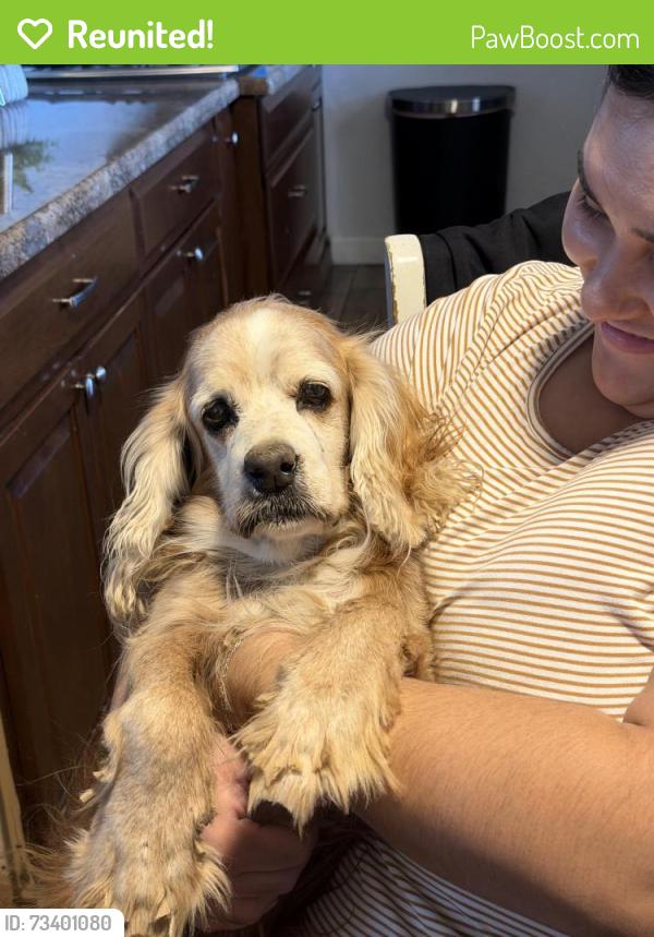 Reunited Male Dog last seen 19th Avenue and Whitton, Phoenix, AZ 85015