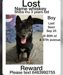 Lost Male Dog last seen 97th ave, Queens, NY 11421