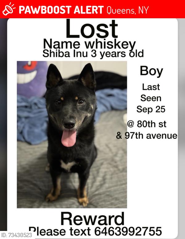 Lost Male Dog last seen 97th ave, Queens, NY 11421