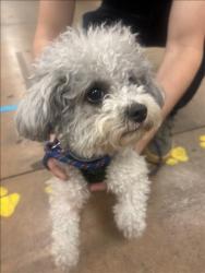 Shelter Stray Female Dog last seen , 14409 Vanowen St, Van Nuys, CA 91405, USA