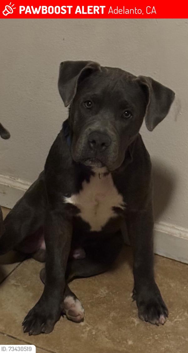 Lost Male Dog last seen Chamberlaine way, block away from George visual and performing arts magnet school in old adelanto!, Adelanto, CA 92301
