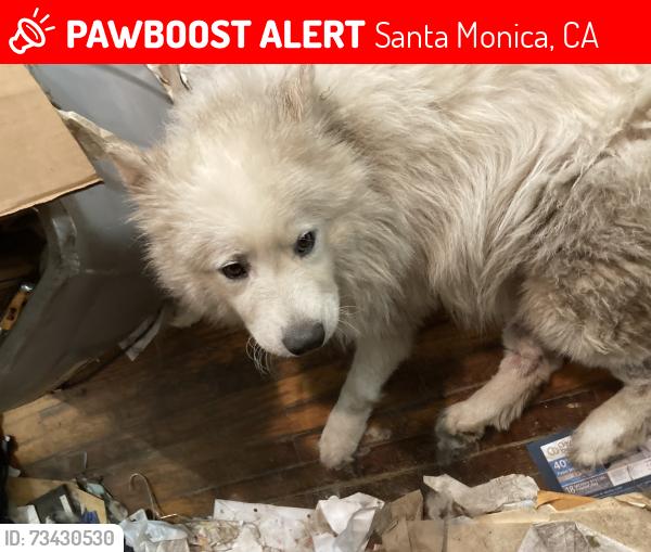 Lost Female Dog last seen Ocean Park & 4 st, Santa Monica, CA 90405