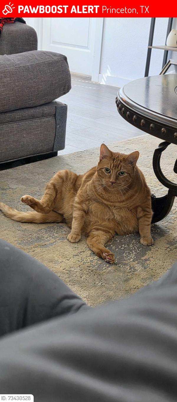 Lost Male Cat last seen Near Lowe Elementary, or Arcadia Farms Park, off Beauchamp Blvd, Princeton, TX 75407
