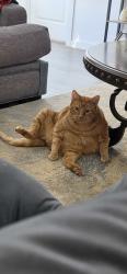 Lost Male Cat last seen Near Lowe Elementary, or Arcadia Farms Park, off Beauchamp Blvd, Princeton, TX 75407