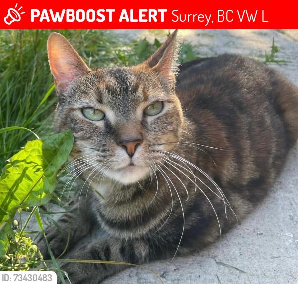 Lost Female Cat last seen Near 64 Ave and 138 St, Surrey, BC V3W 1L6