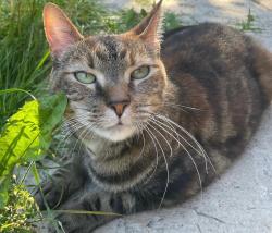 Lost Female Cat last seen Near 64 Ave and 138 St, Surrey, BC V3W 1L6