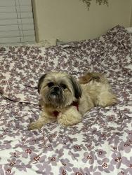 Reunited Male Dog last seen Jessie Ave & Rio Linda Blvd, Sacramento, CA 95838