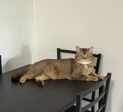 Reunited Male Cat last seen Walnut ave, Fremont Blvd, Liberty St, Sundale dr, Fremont, CA 94538