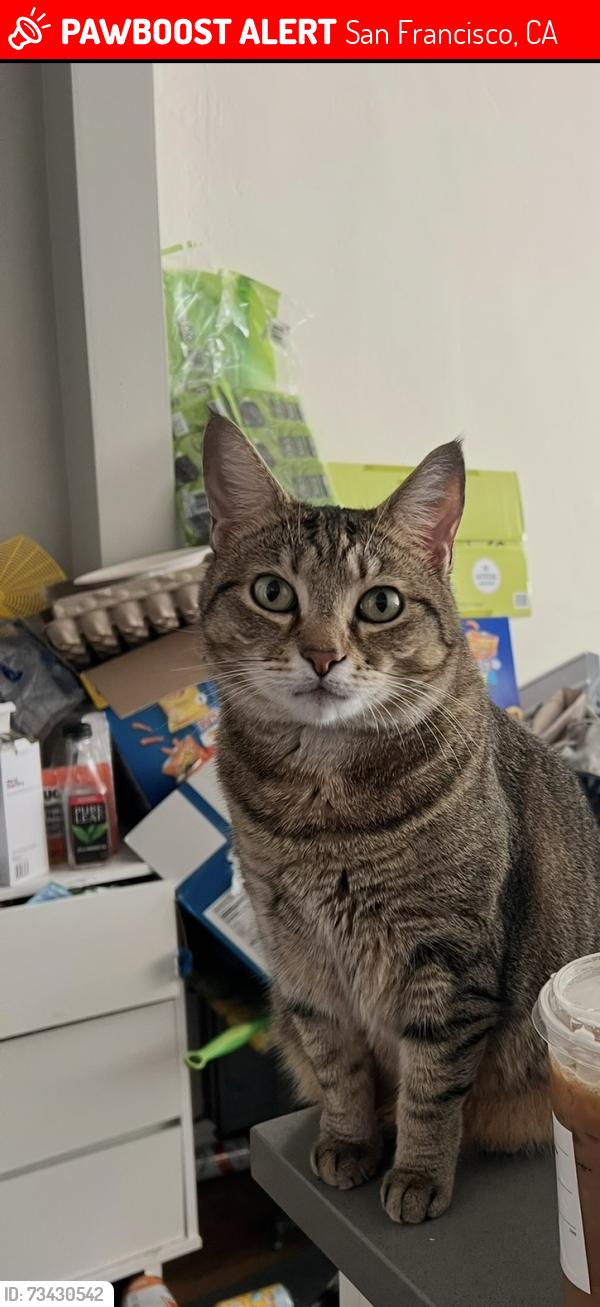 Lost Female Cat last seen Cole Street, San Francisco, CA 94117