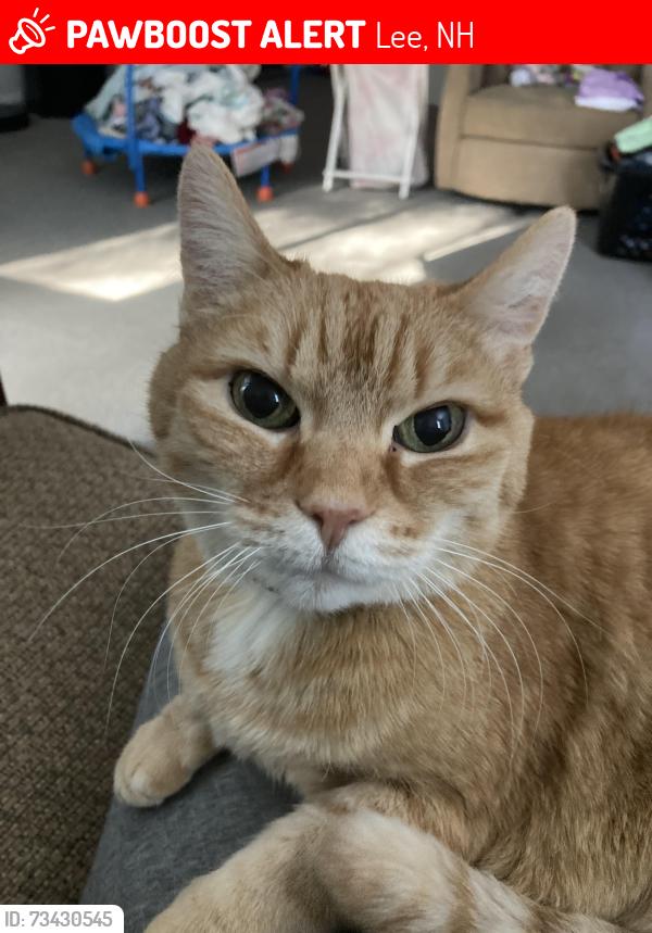 Lost Female Cat last seen Rt 155A and Sherburne Road, Lee, Nh, Usa, Lee, NH 03823