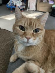 Lost Female Cat last seen Rt 155A and Sherburne Road, Lee, Nh, Usa, Lee, NH 03823