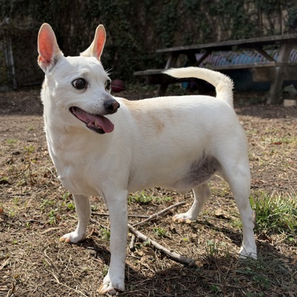 Shelter Stray Male Dog last seen Dumped in OAS Lobby, Oakland,, 1101 29th Ave, Oakland, CA 94601, USA