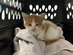 Shelter Stray Female Cat last seen S benton Ave and E 69th St, 64132, MO, 7077 Elmwood Ave, Kansas City, MO 64132, USA