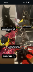 Lost Male Cat last seen Locust st and spruce st, Aurora, IL 60506