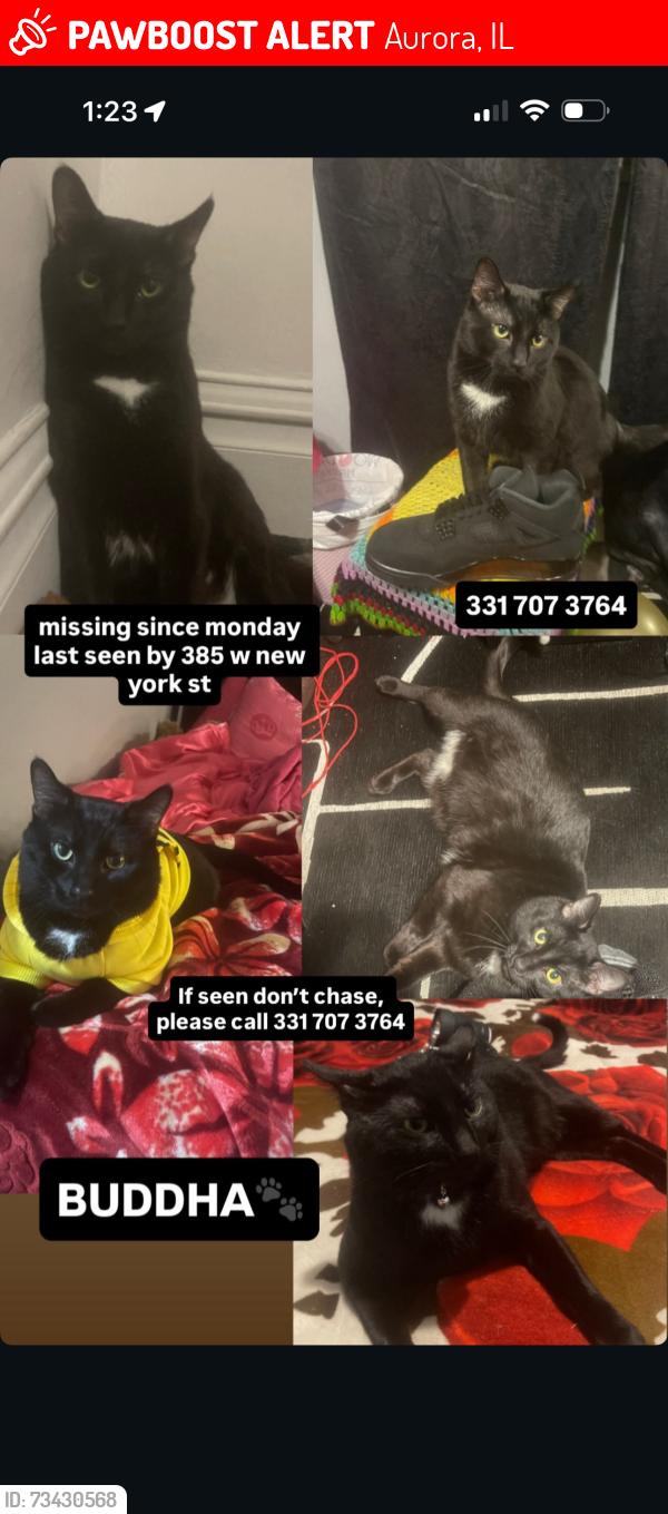 Lost Male Cat last seen Locust st and spruce st, Aurora, IL 60506