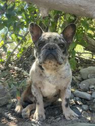 Reunited Male Dog last seen Nina ln, Fiddletown, CA 95629