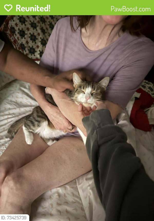 Reunited Female Cat last seen West Wynnewood road and Oclott + haverford rd intersection, Ardmore, PA 19003