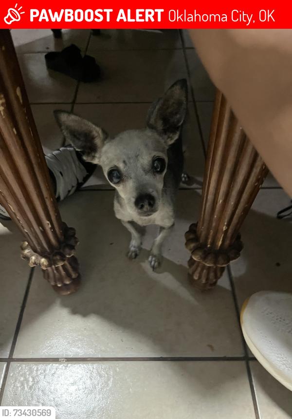 Lost Female Dog last seen On the side of the road, Oklahoma City, OK 73112