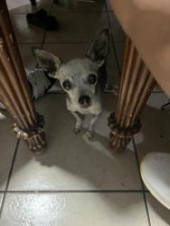 Lost Female Dog last seen On the side of the road, Oklahoma City, OK 73112