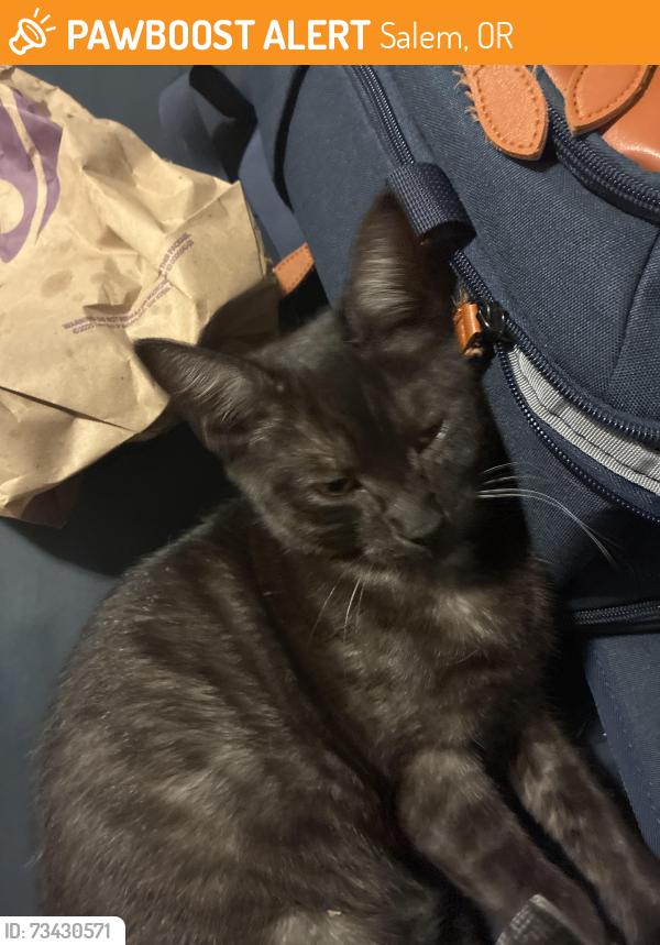 Found/Stray Female Cat last seen Petco parking lot, Salem, OR 97301