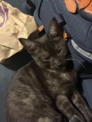 Found/Stray Female Cat last seen Petco parking lot, Salem, OR 97301