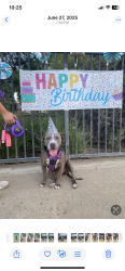 Reunited Female Dog last seen Near Whipplewood Dr Atwater, City of Atwater, CA 95301