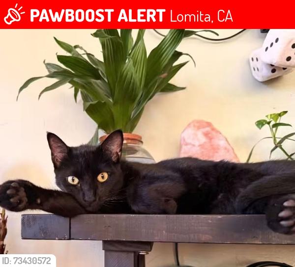 Lost Male Cat last seen 246th and Cypress, Lomita, CA 90717