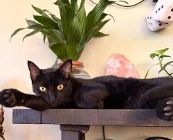 Lost Male Cat last seen 246th and Cypress, Lomita, CA 90717