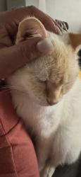 Lost Female Cat last seen Adobe Springs, Elk Grove, CA 95758