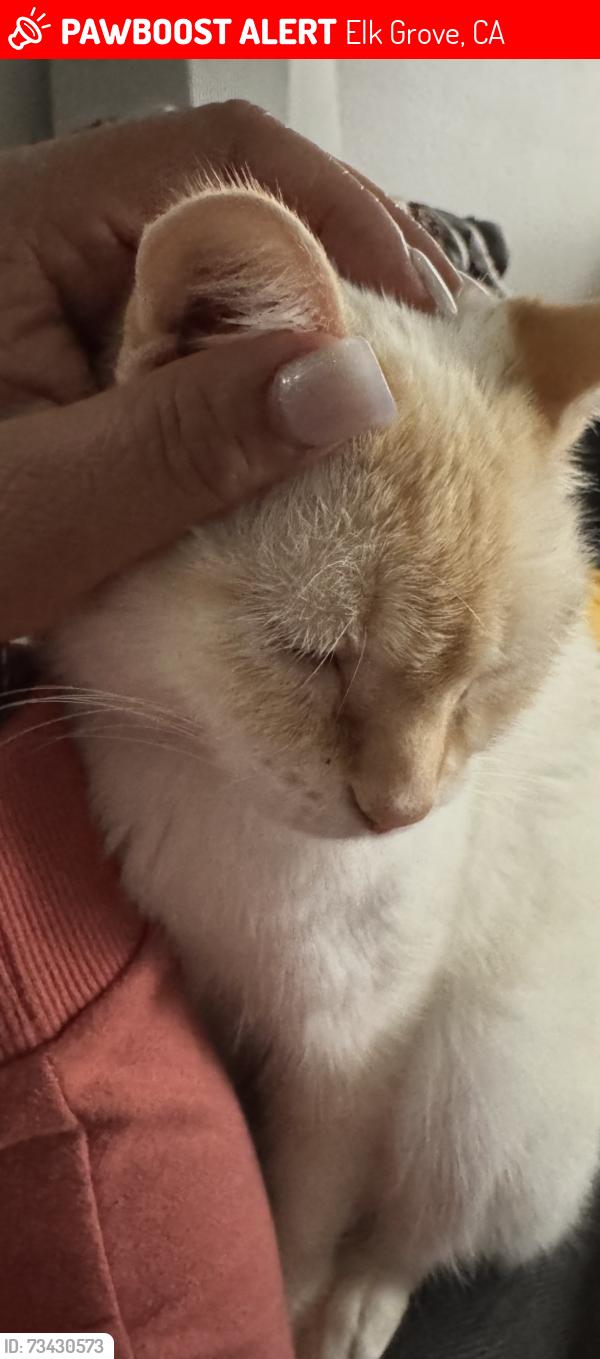 Lost Female Cat last seen Adobe Springs, Elk Grove, CA 95758