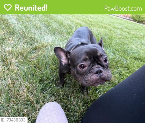 Reunited Female Dog last seen Hillsdale avenue and Dow drive, San Jose, CA 95125