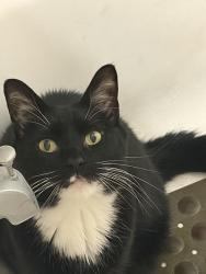 Lost Male Cat last seen Haines and 68th street, Philadelphia, PA 19138