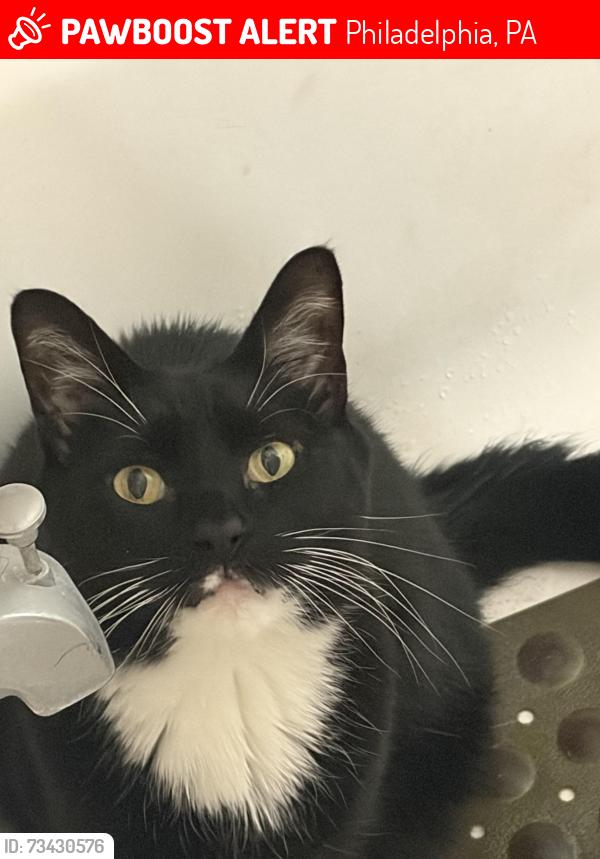 Lost Male Cat last seen Haines and 68th street, Philadelphia, PA 19138