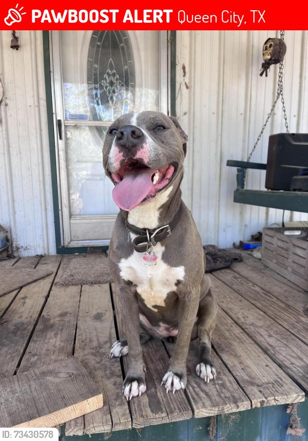 Lost Female Dog last seen Pine wilderness dr, Queen City, TX 75572
