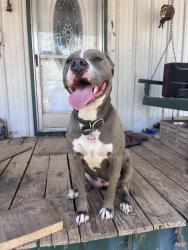 Lost Female Dog last seen Pine wilderness dr, Queen City, TX 75572