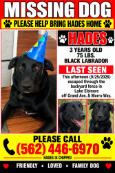 Lost Male Dog last seen Morro Way & Grand Ave., Lake Elsinore, CA, Lake Elsinore, CA 92530