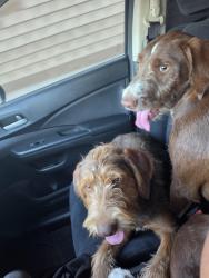 Found/Stray Male Dog last seen trask and Sunnyvale ave westminster ca, Westminster, CA 92844