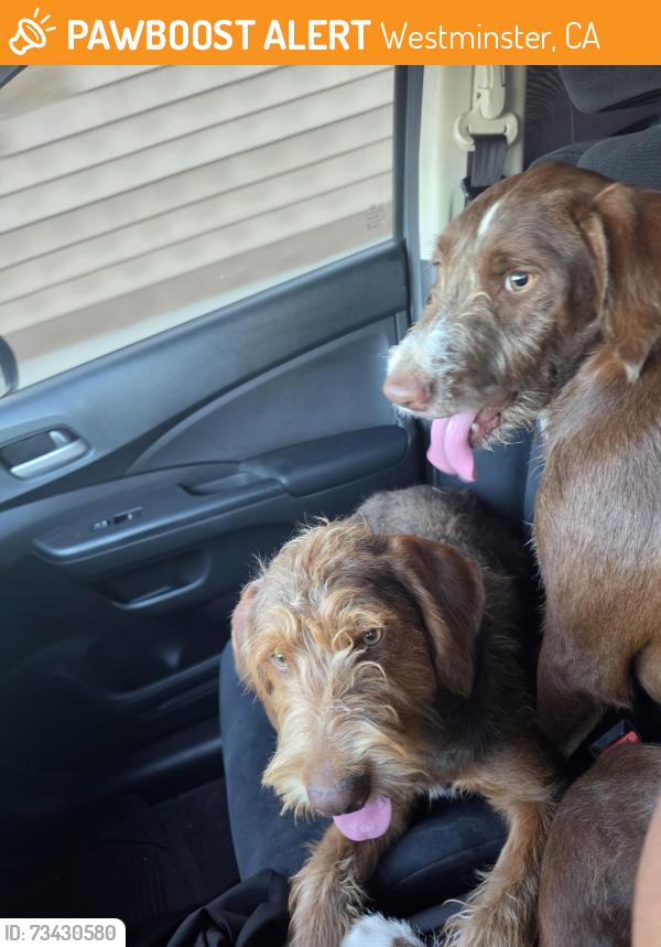 Found/Stray Male Dog last seen trask and Sunnyvale ave westminster ca, Westminster, CA 92844