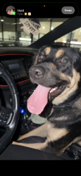 Found/Stray Unknown Dog last seen Quik shop on 47th, Wichita, KS 67217