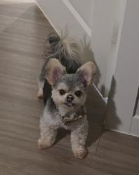 Lost Male Dog last seen Peek Rd , N Park Dr. McIntyre's, Richmond, TX 77407