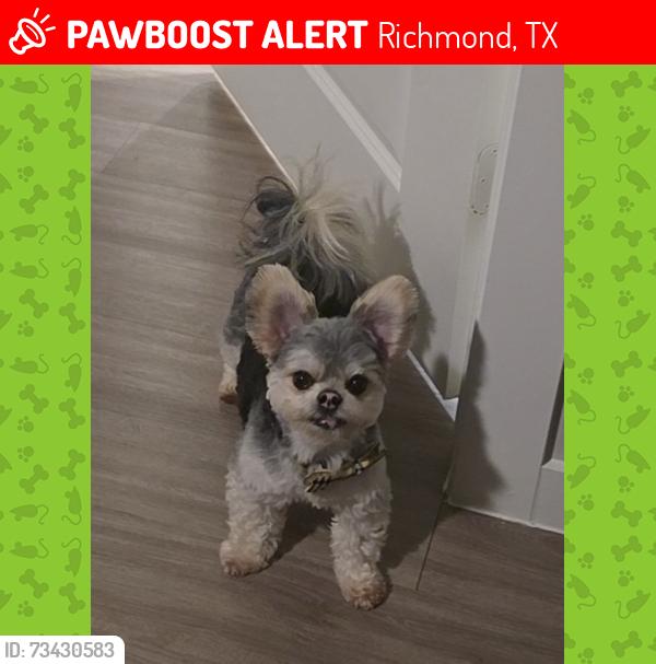 Lost Male Dog last seen Peek Rd , N Park Dr. McIntyre's, Richmond, TX 77407