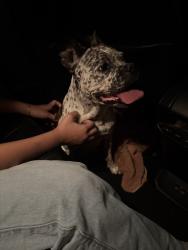 Reunited Female Dog last seen Cypressdale Dr, Texas, USA, Harris County, TX 77388