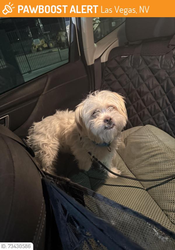Found/Stray Unknown Dog last seen By the silver stamp bar downtown las vegas, Las Vegas, NV 89104