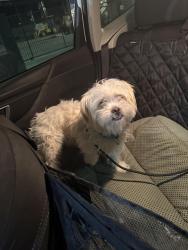 Found/Stray Unknown Dog last seen By the silver stamp bar downtown las vegas, Las Vegas, NV 89104